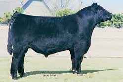 6 Carcass: 33.4 -.34.02 -.110.61 86 61 Welshs Dew It Right 067T Homo. Black Homo. Polled Purebred ASA#24039 BD: 2-10-07 EPD: 16 -.6 65 104 9 23 56 13.