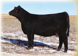 This bull comes from a time tested dam and I m confident he will meet the needs for the most critical breeders.