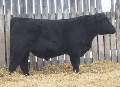 1 55 97 32 Sure Shot is another new sire with lower BW, Top 15% for WW, 10% for YW and top 1% for milk. They have good disposition and have some grow.