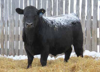 7 43 74 21 Dwajo Angus 59M has a great track record over the years here. 2 daughters in herd, 4 daughters sold to Soo Line, Heart Valley Angus, Justin Hattan and Mexico.