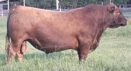 Dwajo Red Angus Reference Sires Dwajo Angus REF - RED BIEBER OLY Y390 IMP 390Y JUNE 16, 2011 1770555 RED CROWFOOT OLE S OSCAR 2042M RED SSS OLY 554T RED SSS GOLD EDGE 77R RED VGW OLY 903 RED VGW