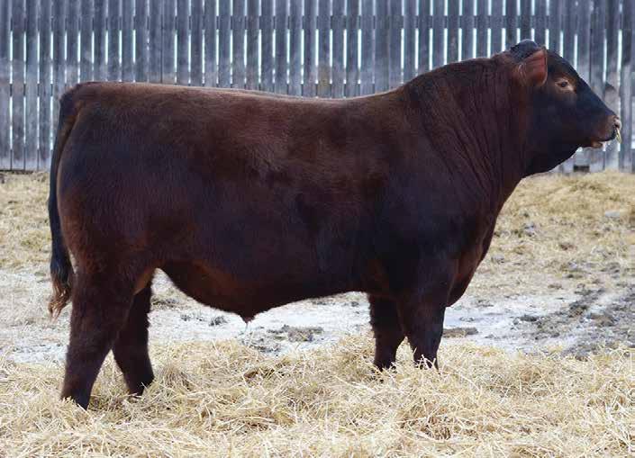 Dwajo Angus Dwajo Red Angus Sale Offering 46 RED DWAJO ENDORSE 67B DJE 67B FEBRARU 7, 2014 1804298 RED UBAR SEQUOIA 202 RED T-K ENERGIZER 13T RED MISS MAC OF KINARED 416F RED SSS ENDORSE 639X RED SSS
