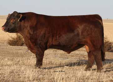 BRETON SUPERIOR 39F BW WW YW MILK 90 875 1374 0.5 67 107 15 Endorse 67B Looking for a herdbull with some volume and some muscle, look at this Endorse Bull.
