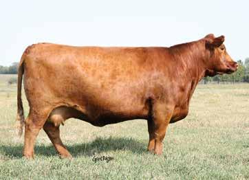 We showed 67B this past fall and he was Intermediate Bull Calf Champion at Farmfair and was a class winner at the 2015 Bull Congress in Camrose.