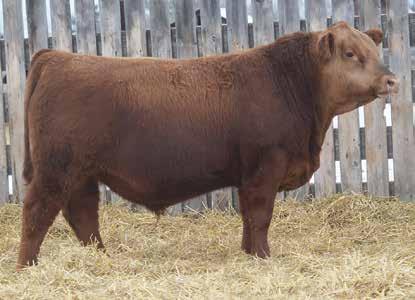 0 60 89 18 136B is one of the youngest bulls on offer but don t let that fool you. He is nice fronted and big rumped.
