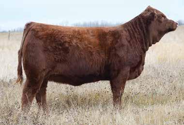 SIBL Simmentals REF - BLI YUKON 108Y CLAY 108Y JANUARY 19, 2011 747693 R PLUS BLACKEDGE LFE BS LEWIS 322U LFE BS MS ARNOLD 135S LFE DREAMING RED 503S LFE RS MISS ARNOLD 609U MISS ARNOLD L2539 82 - -