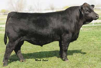9 Dark Horse 429B Polled and Color test pending. It is only fitting that the lead off bull in the sale this year is a maternal brother to our high selling bull from last year.