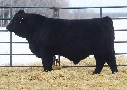 5 52.9 24.4 Polled test pending. The first of the partnership bulls and he is flat good. Renegade is very similar in his type and pattern to Roar from last year in a more moderate package.