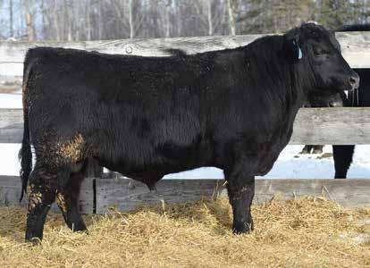 3.1 45 93 21 12B is a thick, deep Focus calf with a wide top and good hair coat. A maternal brother sold to Meunier Farms and a maternal sister is retained in herd.