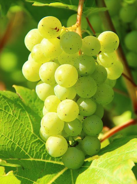 35 Testosterone Boosting Supplements 15 SUPPLEMENT #14 GRAPE SEED EXTRACT Grape seed extract is developed by grinding the seeds of red wine grapes.
