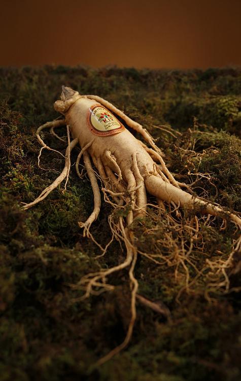 22 35 Testosterone Boosting Supplements SUPPLEMENT #21 GINSENG Ginseng is a powerful adaptogen that greatly improves the body s ability to cope with physical, environmental, and emotional stress.