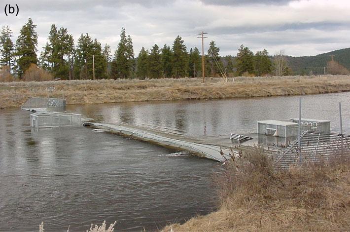 Conservation of anadromous salmonids in the Hardangerfjord 317 Figure 4b. Photo of complete trap in Williamson River, Oregon (Photographer: J. Anderson). 1994; Anderson et al.