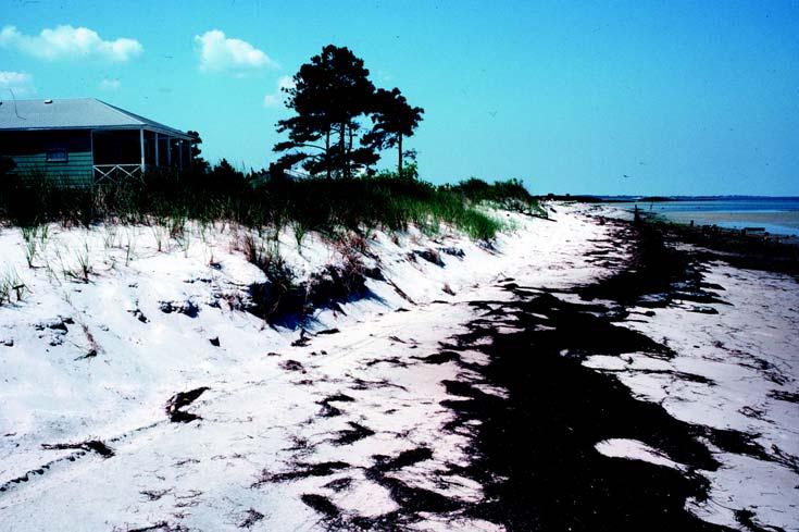 beaches, dunes, shoals, and sand spits (Figure 6). Bank sediments typically consist of fine-grained silt and clay as well as coarser sands and gravel.