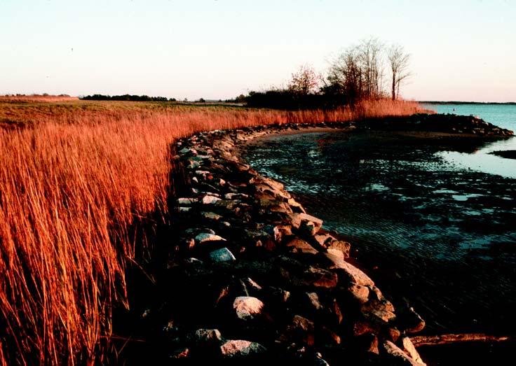 marsh implantation on Choptank River, Talbot