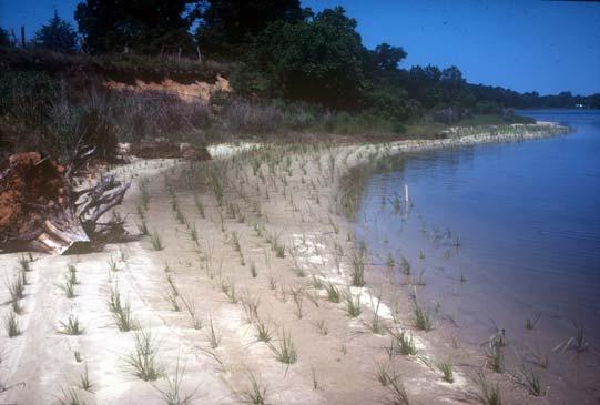 Marshes planted behind breakwaters and sills allow a marsh fringe to be established along higher wave energy shorelines.