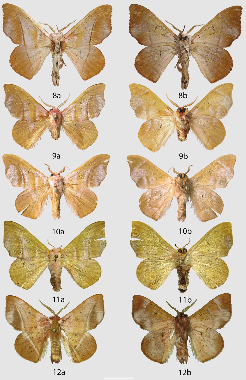 128 Ryan A. St. Laurent & Carlos G. C. Mielke / ZooKeys 566: 117 143 (2016) Figures 8 12. Auroriana adults, a recto, b verso. 8 A. colombiana holotype, Colombia, Meta, Río Negro, 800 m (BMNH) 9 A.