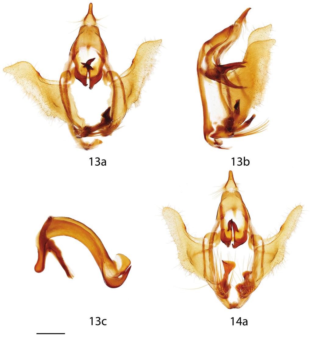 Three new genera of Neotropical Mimallonidae... 129 Figures 13, 14. Auroriana colombiana male genitalia, a ventral, b lateral, c phallus. 13 Holotype, Colombia, Meta, Río Negro, 800 m [St.