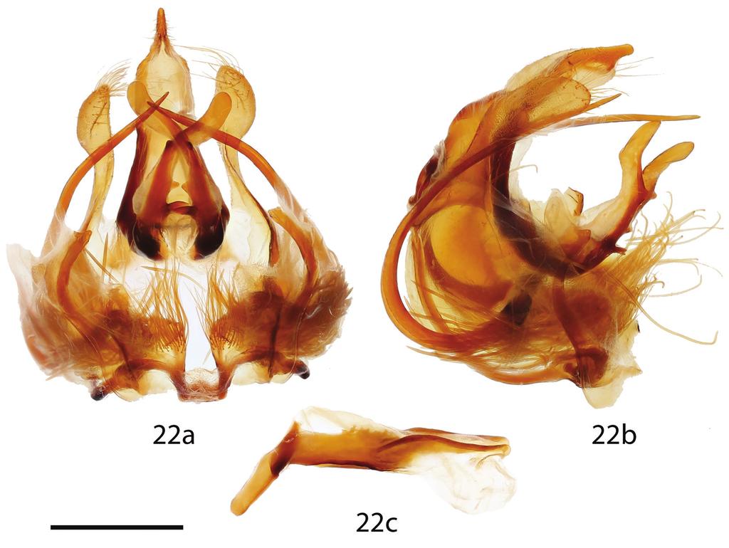 Three new genera of Neotropical Mimallonidae... 139 Figure 22. Micrallo minutus male genitalia, a ventral, b lateral, c phallus. Holotype, Brazil, Piauí, Oeiras, 200 m [St. Laurent diss.
