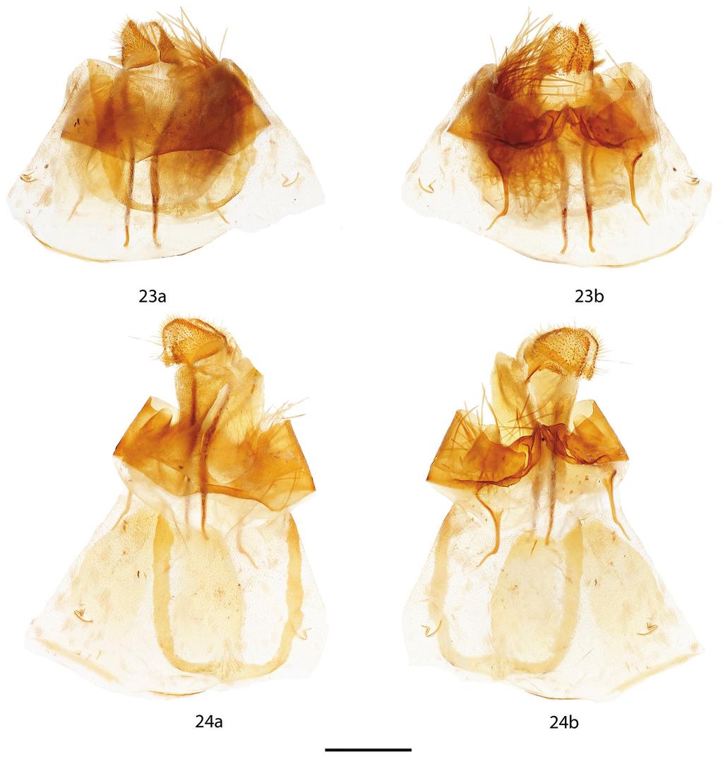 140 Ryan A. St. Laurent & Carlos G. C. Mielke / ZooKeys 566: 117 143 (2016) Figure 23, 24. Micrallo minutus female genitalia, a ventral, b dorsal.