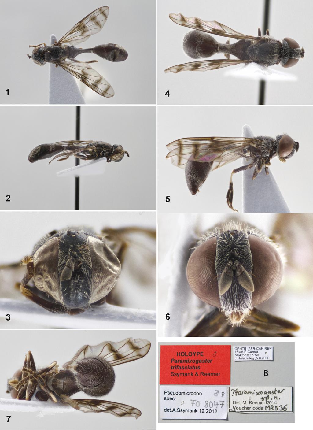 Acta Entomologica Musei Nationalis Pragae, 56(1), 2016 405 Figs 1 8. Paramixogaster trifasciatus sp. nov.
