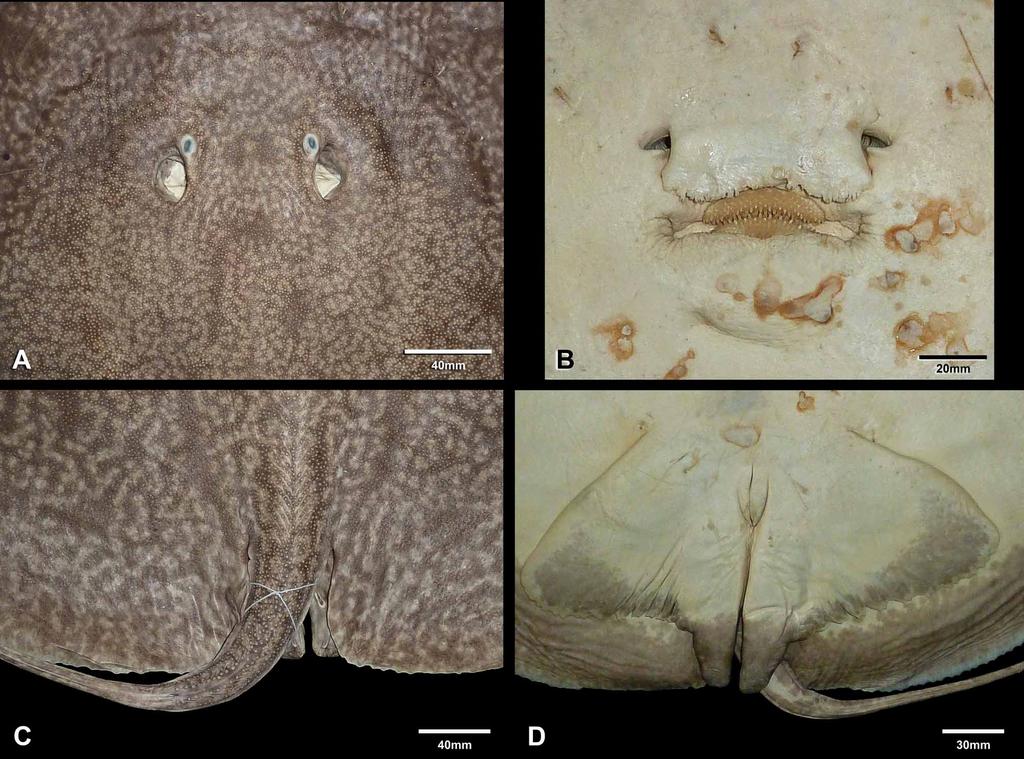 FIGURE 16. Morphological details of holotype of Heliotrygon rosai, n. sp. A) Eyes and spiracles. B) Nasoral region. C) Dorsal tail region (claspers barely noticeable; specimen is an adult).