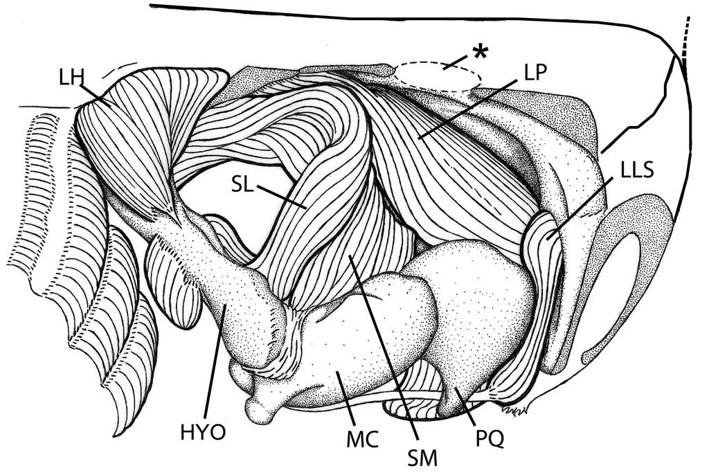 FIGURE 25. Cranial, mandibular, and hyoid muscles of Heliotrygon rosai, n. sp. (from MZUSP 108295). Specimen is facing right.