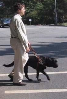 Aids and techniques for obstacle and curb detection Dog guide Guides around obstacles Stops at curbs or dropoffs Low