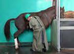 «Strategic ejaculation» Phase I: Tolerance test 23 experienced breeding stallions 4 days, daily trials