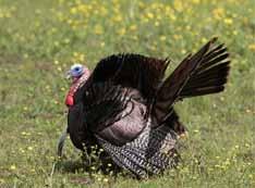 Male turkey in wildflower field Hunting hours for turkeys are 30 minutes prior to legal sunrise until legal sunset.