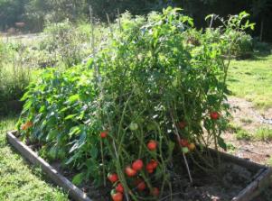 Problem 15 Sharon planted 6 rows of tomato plants in her spring garden. Each row had 7 tomato plants.