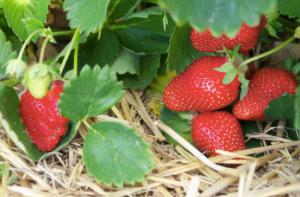 Problem 16 Farmer Tucker planted 8 rows of strawberry plants on the smallest field on his farm.