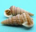 were Horse Conch, and 176 were