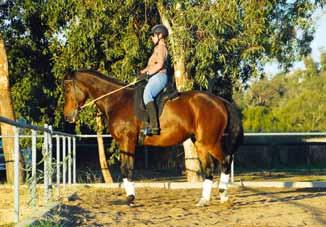 The reins, hands and elbows are moved to the left and are gently holding back to discourage stepping forward.