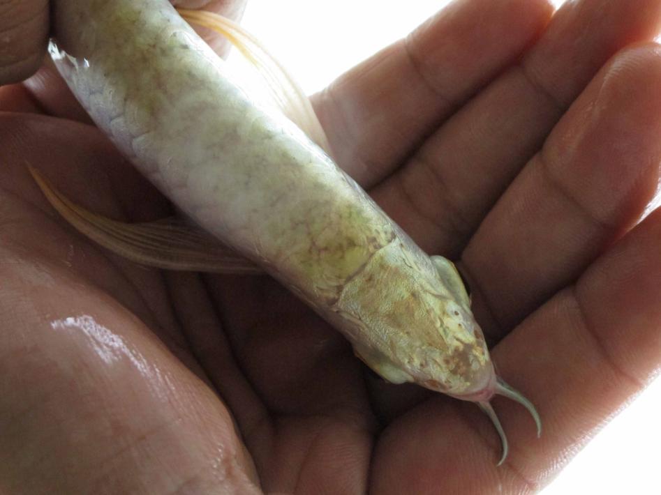 AROWANA DISEASES AND CURES IN NATURE, ALL CREATURES ARE CARRIERS OF DISEASES TO SOME EXTENT. SOME ARE INFECTIOUS, WHILE OTHERS ARE NOT. IT DEPENDS ON VARIOUS FACTORS AND ACTIVITIES.
