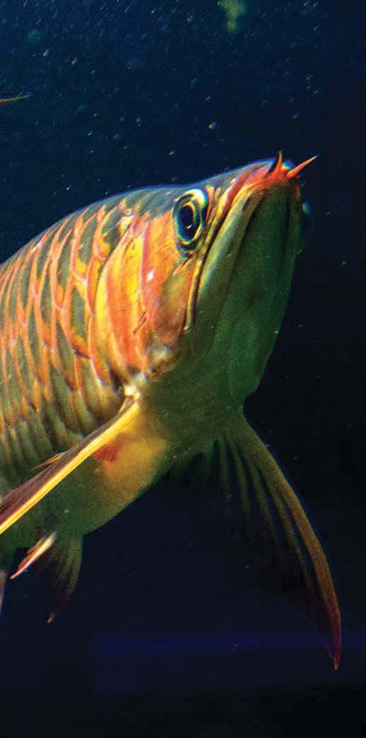 Asian arowana their native range and an invasive species in the United States and therefore illegal to own.