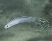 5 cm), semi-pelagic species that occurs in roving aggregations that feed on zooplankton.