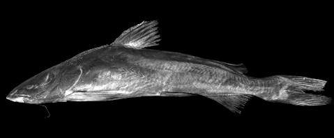 Arius cookei, a new species of ariid catfish from the tropical American Pacific chomba sea catfish (also known as the thicklip or thick-lipped sea catfish, A. osculus), the flathead sea catfish (A.