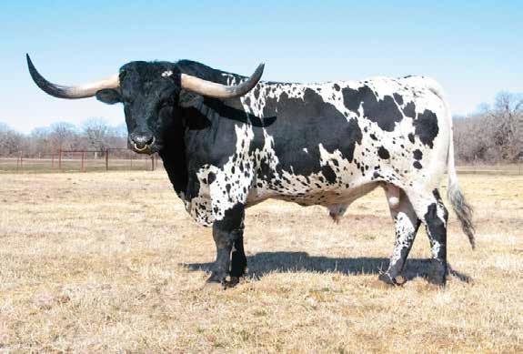 ot 13 TL Feature Herd Sire B ulletproof Smokin Aces x TL Miss B Haven Consignor: Tanner Longhorns One of