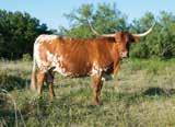 Ginger is a sweetheart heifer that is built right, flashy and easy keeping.