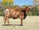 Ginger is the type of heifer to build a herd around. Don t miss this heifer. B)