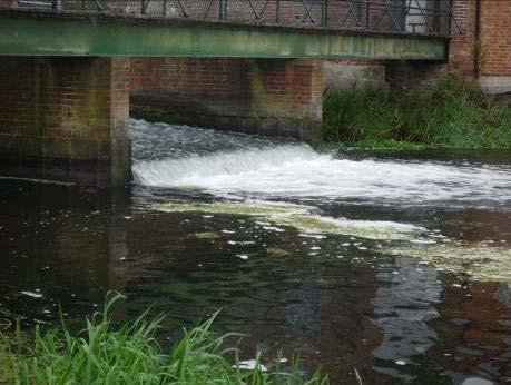 from this stream to augment wild stocks in the main river as an alternative to stocking small