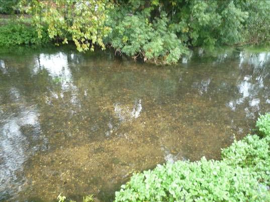 At the very top of beat, just below Shalmesford Bridge, the river becomes much shallower and has good potential for spawning and nursery habitat.