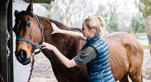 Why you should pamper your horse more nimal massage originally originated in ancient India, and can be quite a physically demanding for the masseuse.