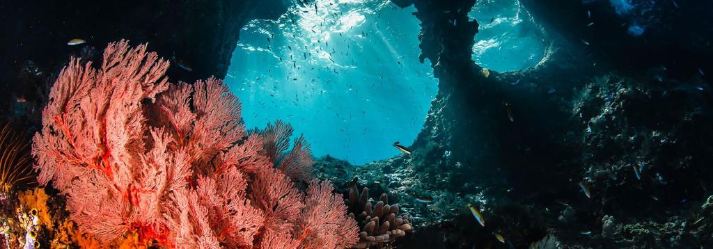 4) Wayilbatan (Dunia Kecil, Barracuda Rock, Four Kings, Wedding Cake) + Night Dive The Wayilbatan area offers impressive dive sites with a remarkable range of marine diversity as well as topography.
