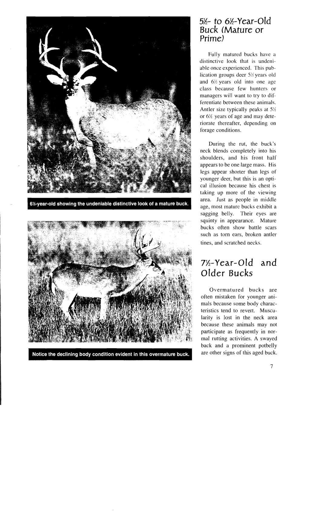 5%- to 6%-year-Old Buck (Mature or Prime) Fully matured bucks have a distinctive look that is undeniable once experienced.