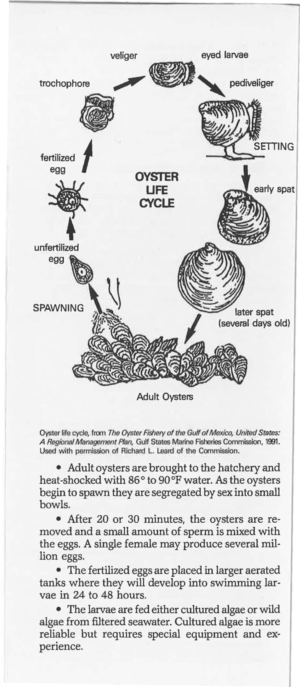 veliger eyed larvae trochopho"' ;II" UJ' pedivehge< - ~,w fertilized ~ egg ~- OYSTER UFE CYCLE Adult Oysters Oyster life cycle, trom The Oyster AshetY of rho GuH of Muxfco, Unired States: A Rcgfona/
