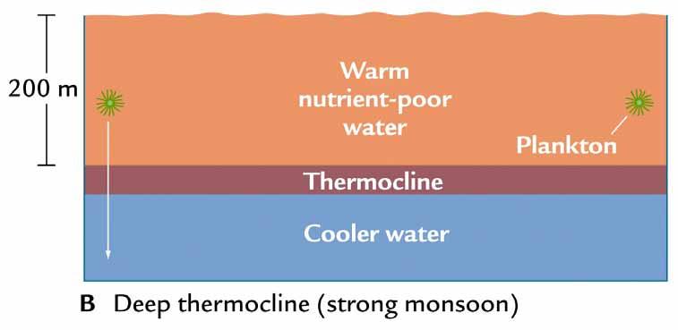 When the monsoon is strong and the thermocline is deep, sunlight cannot penetrate down to