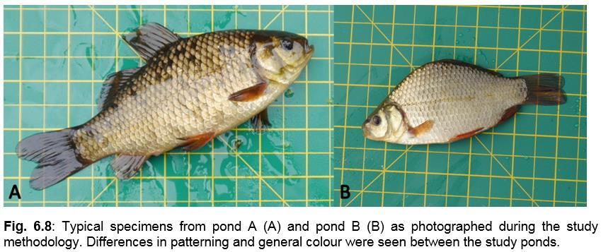 Crucian are one of a few vertebrates that can alter body shape to reduce the likelihood of