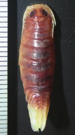 8N) becoming progressively narrower towards posterior. Pleopod 1 rami (Fig. 8M) distal margins rounded; pleopods 2 5 (Fig. 8N) with rami becoming progressively narrow; endopod of pleopod 5 (Fig.