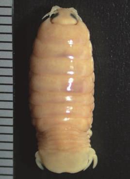 470 Takeo Yamauchi Fig. 1. Ceratothoa oxyrrhynchaena Koelbel, 1878. A E, female (35.0 mm; NSMT-Cr 19588); F, male (19.